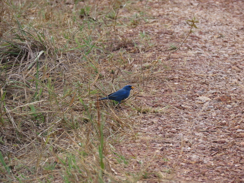 Blue Finch