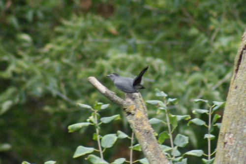 Gray Catbird