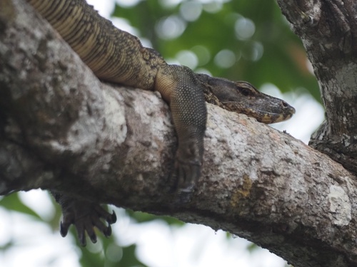 Common Water Monitor