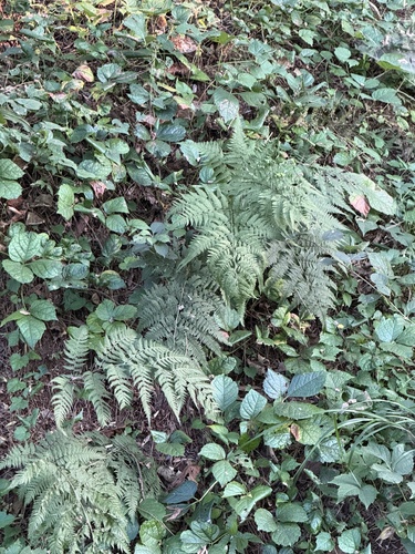 Japanese painted fern