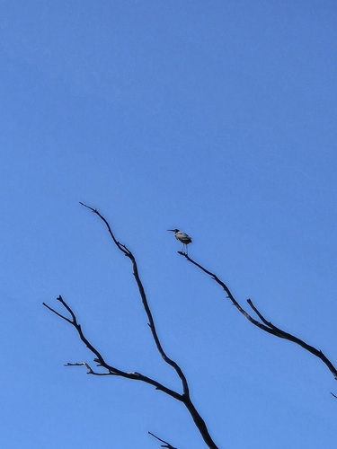 White-faced Heron