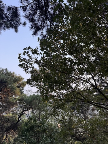 Acer truncatum