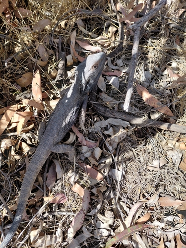 Eastern Bearded Dragon