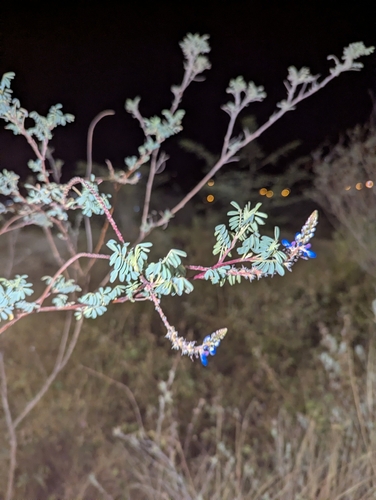 Dalea coerulea, 2026-09-16