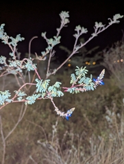 Dalea coerulea