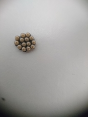 Rhaphigaster nebulosa