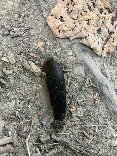 Black Slug