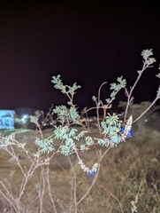 Dalea coerulea, photograph (c) Sebastián Ordóñez, some rights reserved (CC BY)