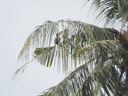 Oriental Pied Hornbill