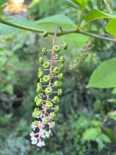 American pokeweed