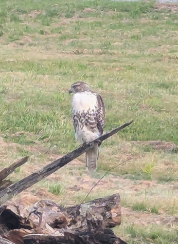 Red-tailed Hawk