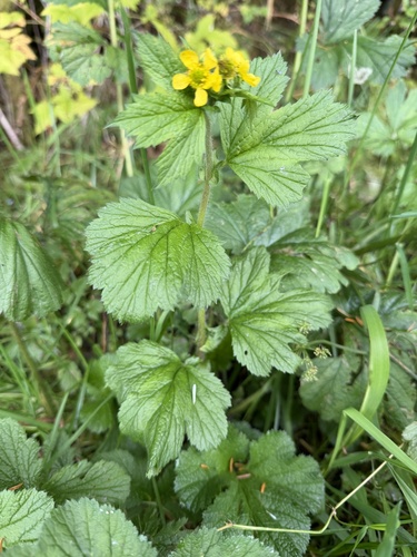 Large-leaved Avens