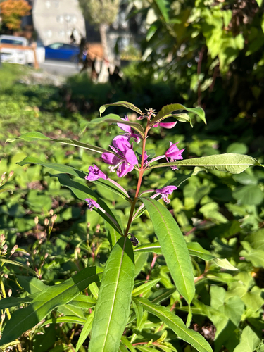 fireweed