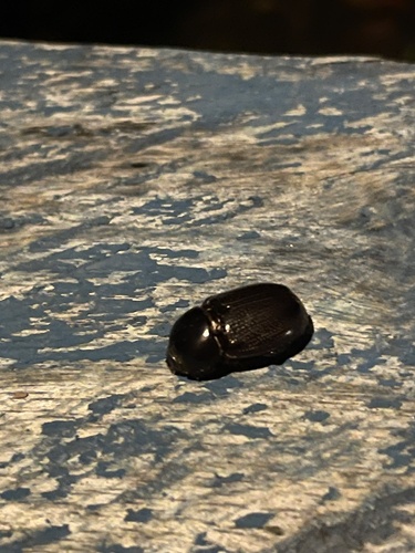 Papuana lansbergei