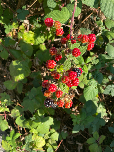 Armenian Blackberry