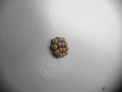 Rhaphigaster nebulosa