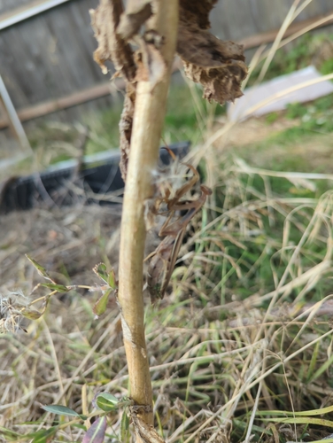European Mantis