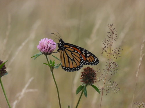 Monarch