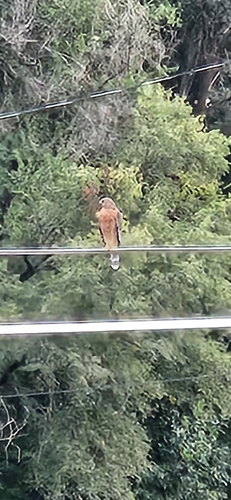 Red-shouldered Hawk