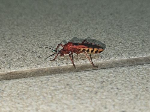 Brontostoma rubrum