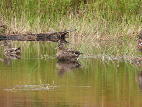 Mallard