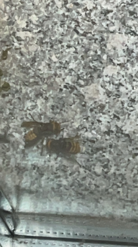 European Hornet