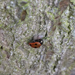 Dinocampus coccinellae