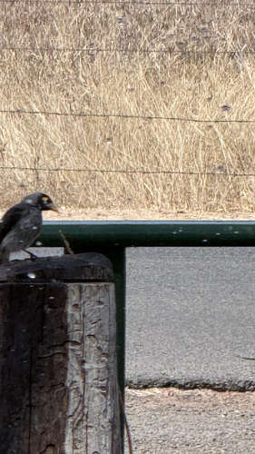 Noisy Miner