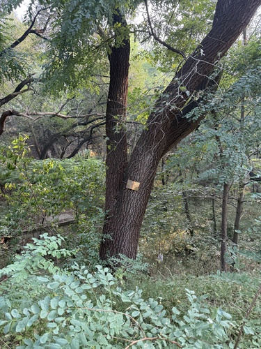 Siberian elm