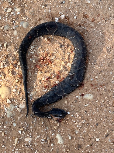 Northern Cottonmouth