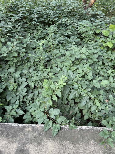 Korean Raspberry