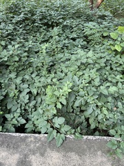 Rubus crataegifolius