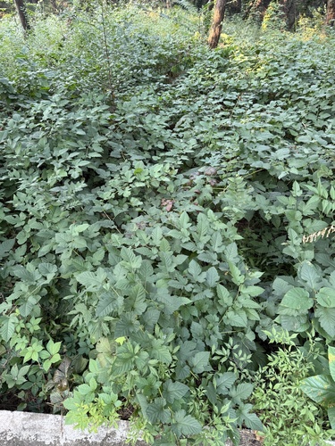 Rubus crataegifolius, photograph 2