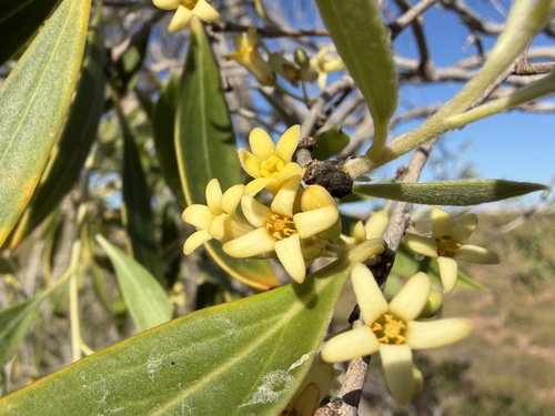 Pittosporum phillyreoides observed 2026-07-30