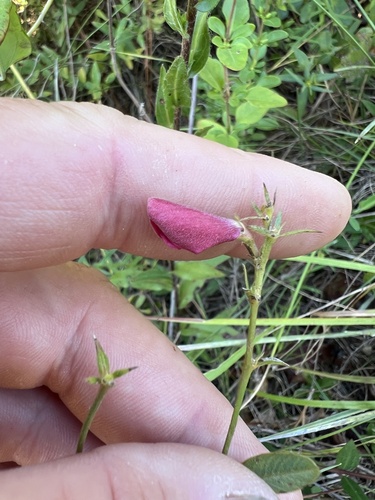 Spiked Hoarypea