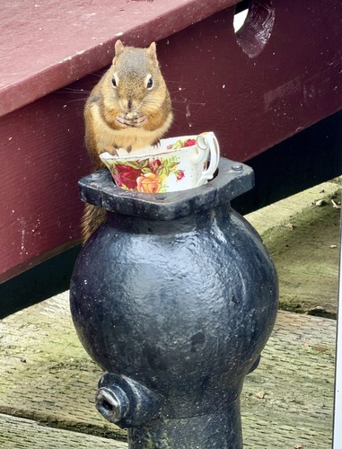 American Red Squirrel