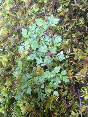 Collomia heterophylla