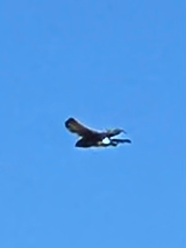 Northern Harrier