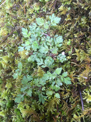Collomia heterophylla