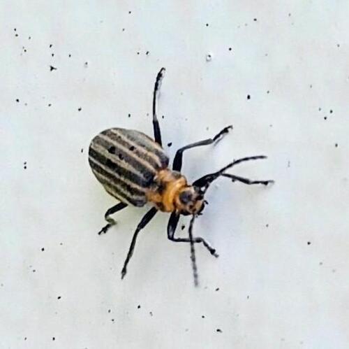 Neolochmaea dilatipennis