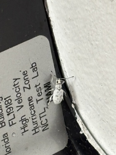 Sri Lanka Weevil