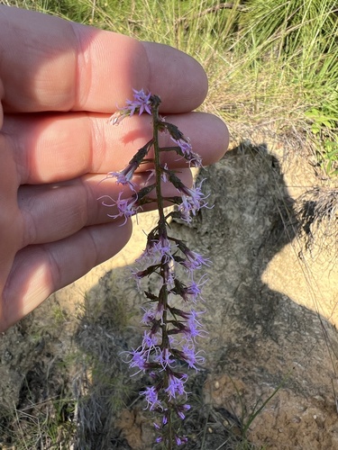 slender blazing-star