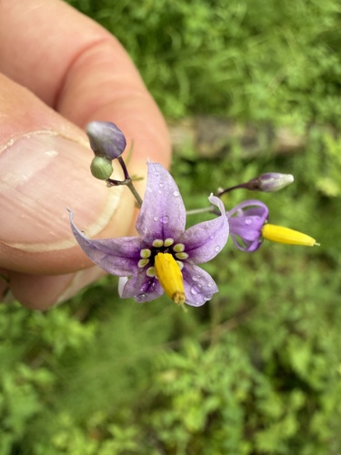 bittersweet nightshade