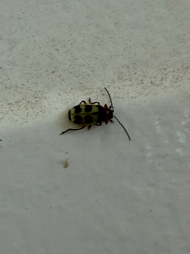 Checkered Melon Beetle