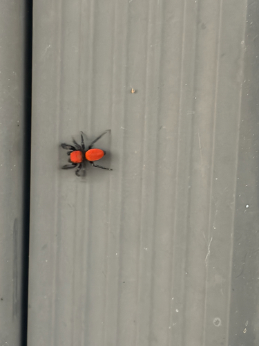 Cardinal Jumping Spider