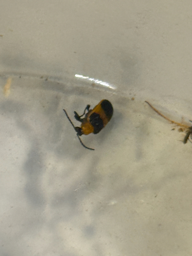 Blue-banded Lema Leaf Beetle