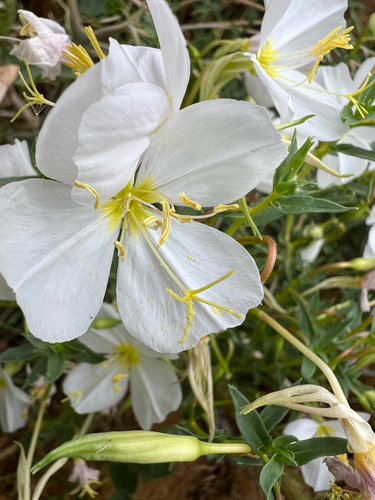 Pale Evening Primrose