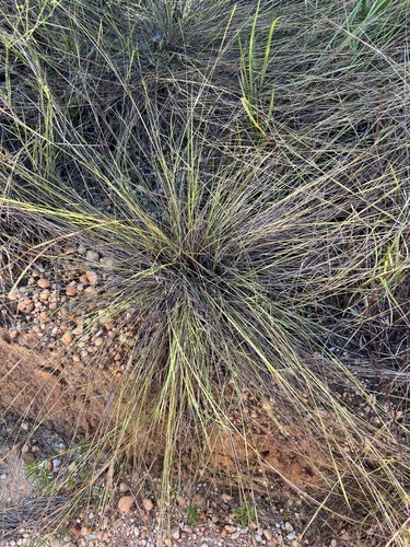 Slender Little Bluestem