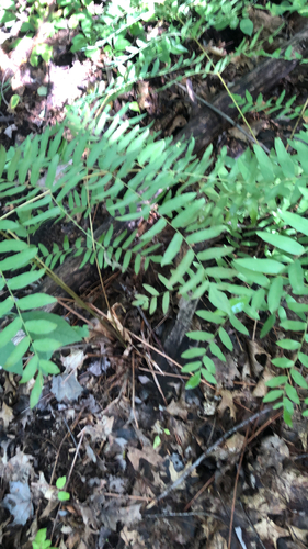 American Royal Fern