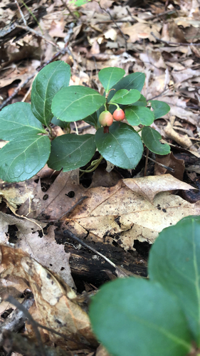 Eastern Teaberry